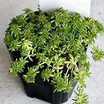 【10カット】レアセダム『斑入りモリムラマンネングサ』根なし　2㌢位の長さ 10カット】レアセダム『斑入りモリムラマンネングサ』根なし 2